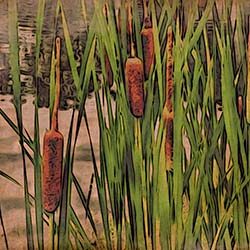 "Double Blues" - Audionautix Music